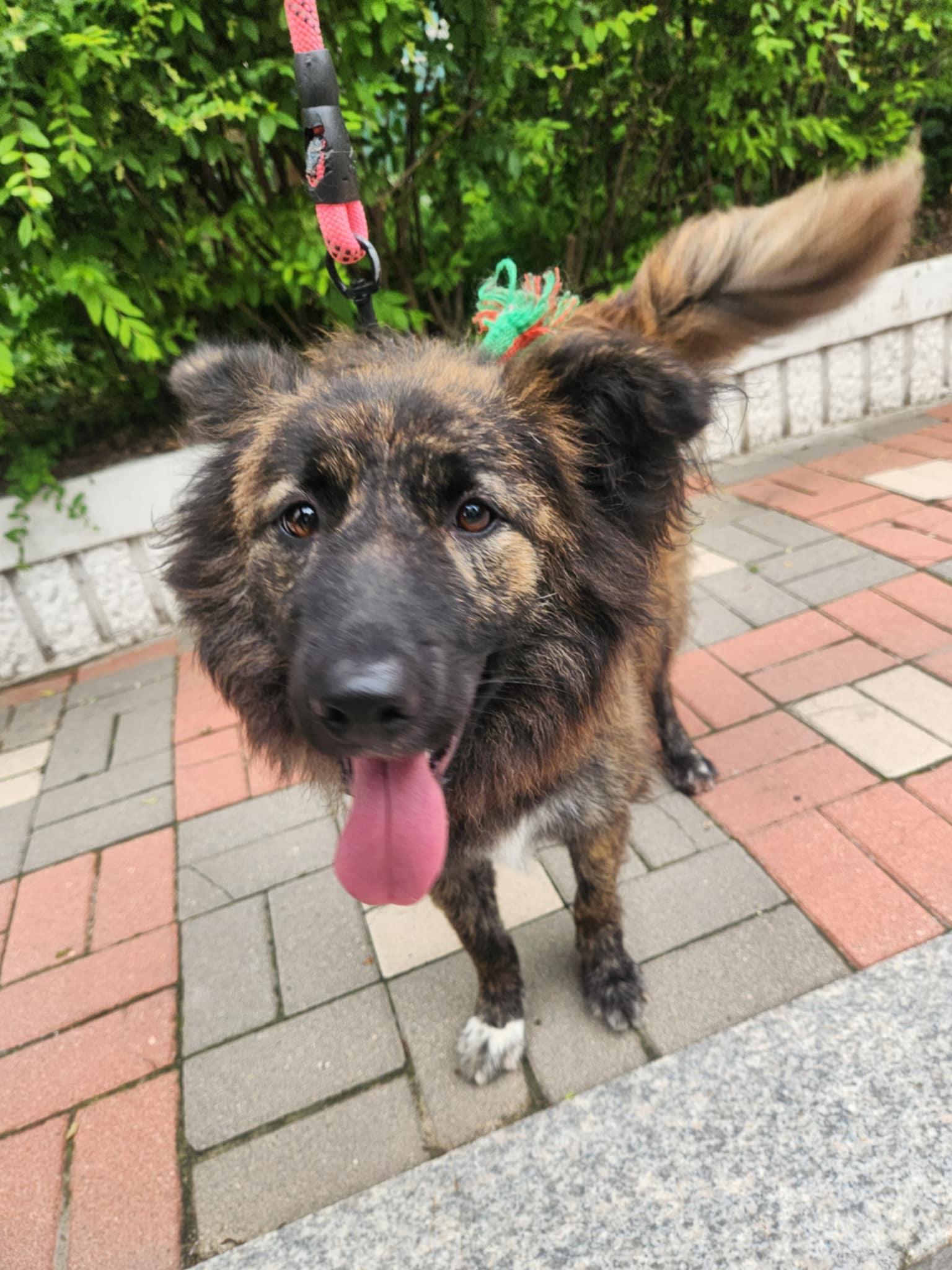 Pancake, an adoptable Jindo, Collie in San Francisco, CA, 94115 | Photo Image 5
