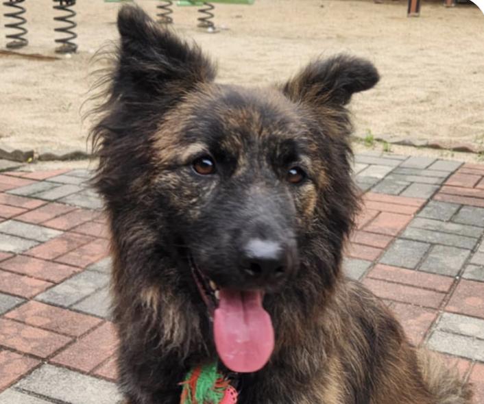 Pancake, Adoptable, Adult Female Jindo & Collie.