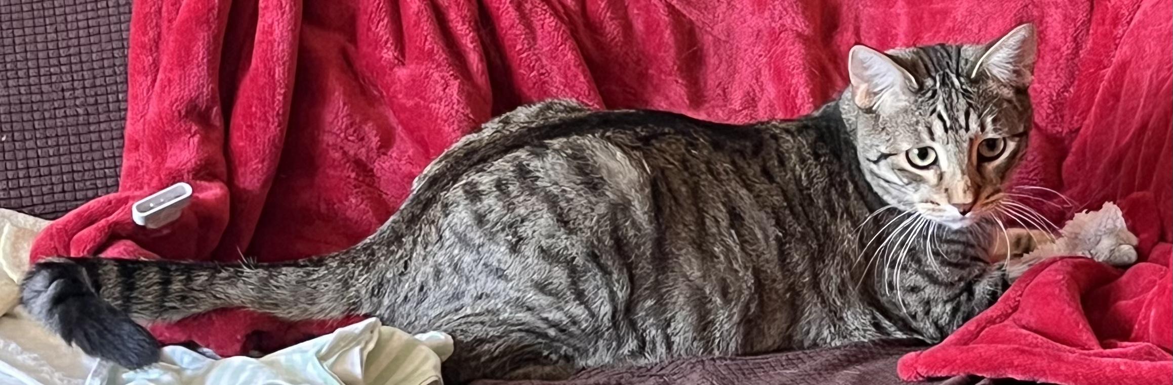 Bert, Adoptable, Young Male American Shorthair.