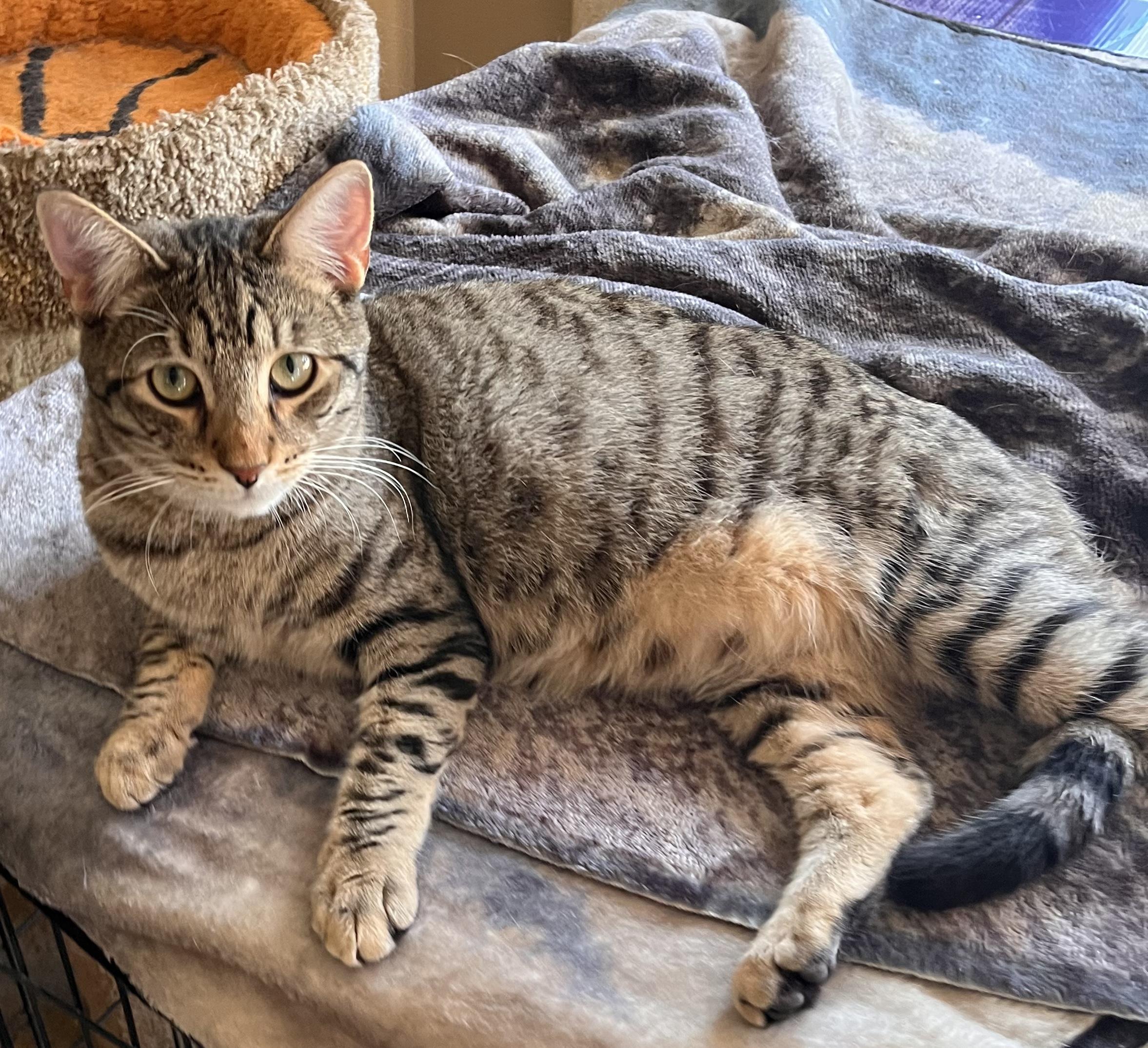 Bert, Adoptable, Young Male American Shorthair.