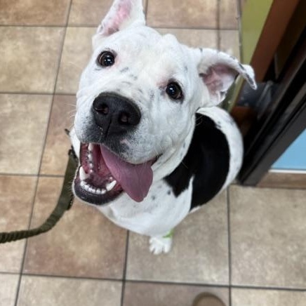 Bruno, a ADOPTABLE mixed breed in Marina Del Rey, CA image 2/6