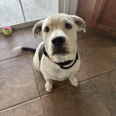 Bruno, a ADOPTABLE mixed breed in Marina Del Rey, CA image 5/6