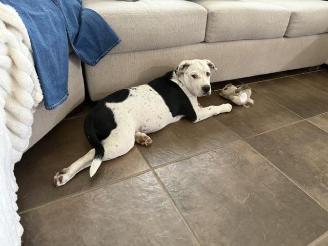 Bruno, a ADOPTABLE mixed breed in Marina Del Rey, CA image 3/6