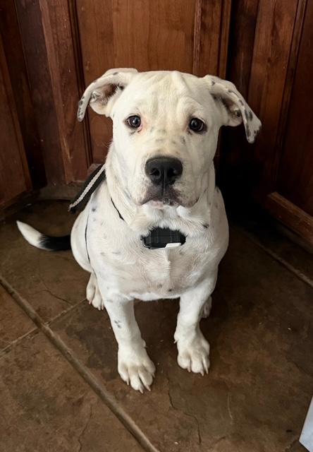 Bruno, a ADOPTABLE mixed breed in Marina Del Rey, CA image 1/6