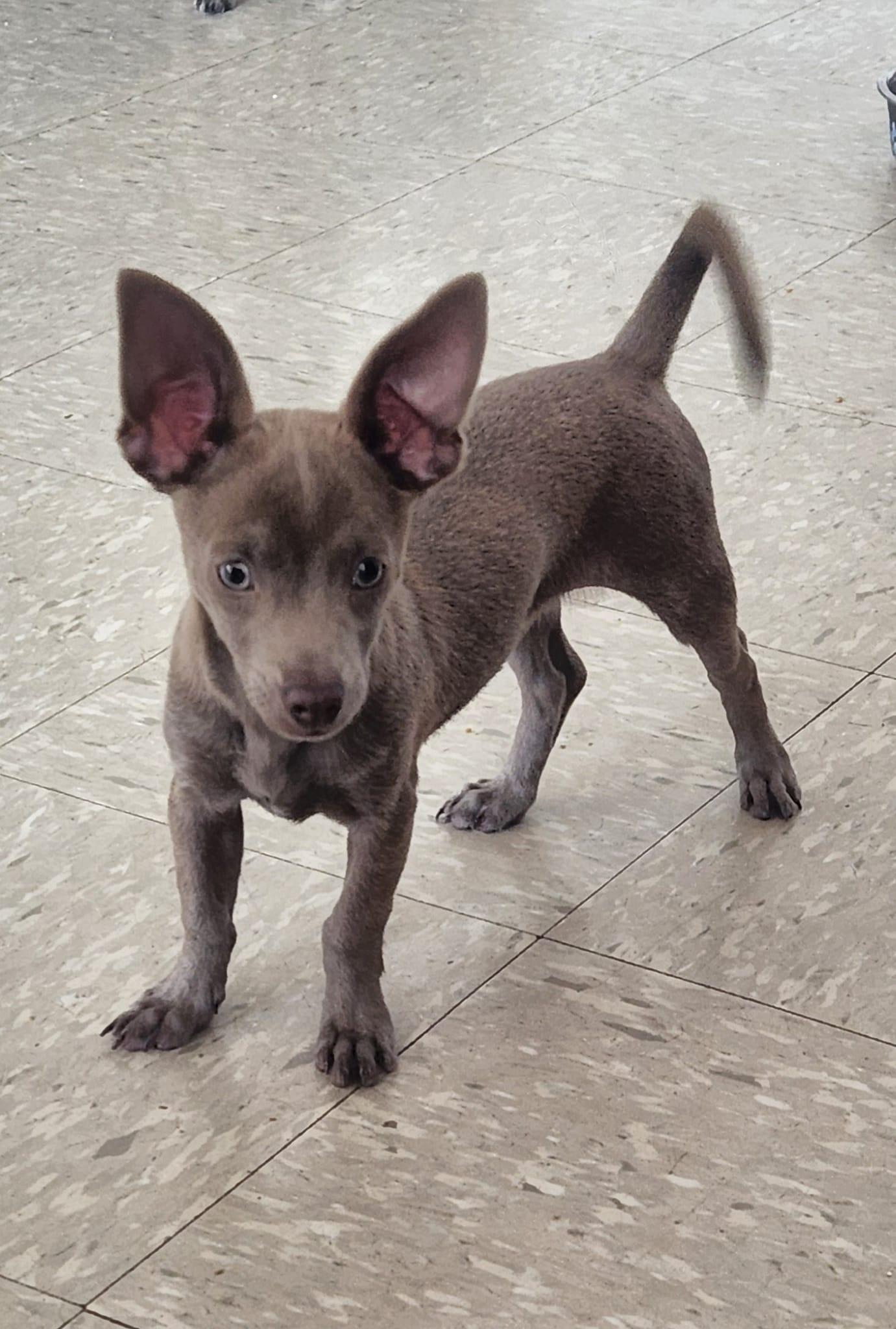 Flynn, Young Male Chihuahua