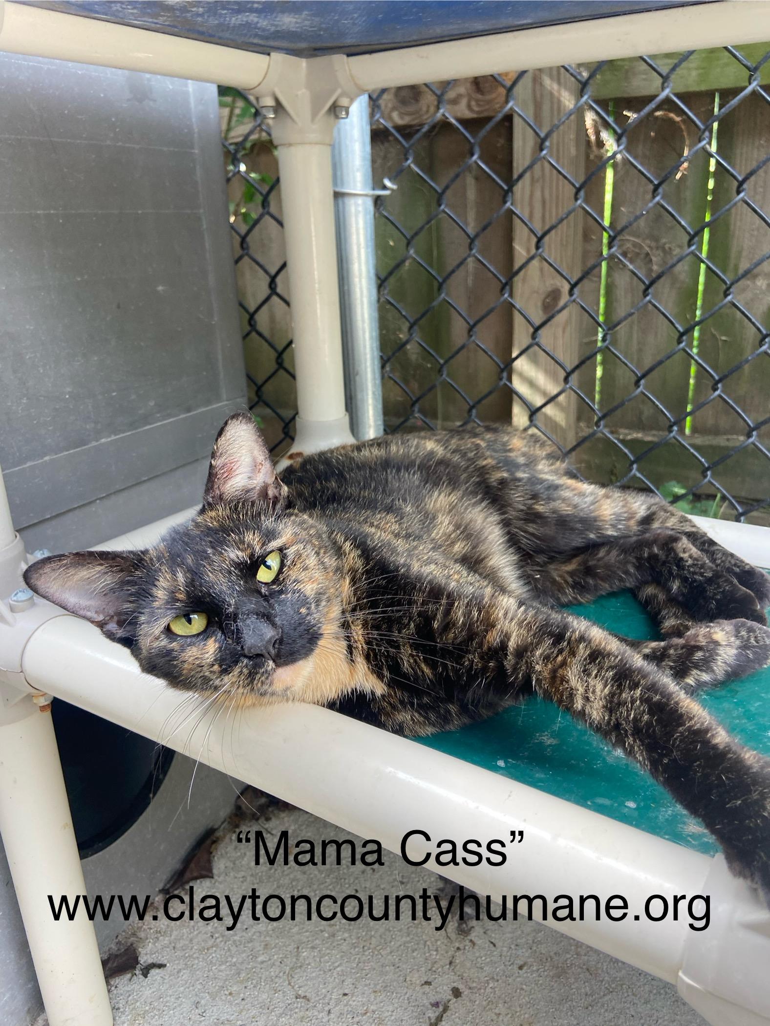 MEET MaMa Cass MaMa Cass is a 1 and a half year old black and orange female tortoiseshell Her app