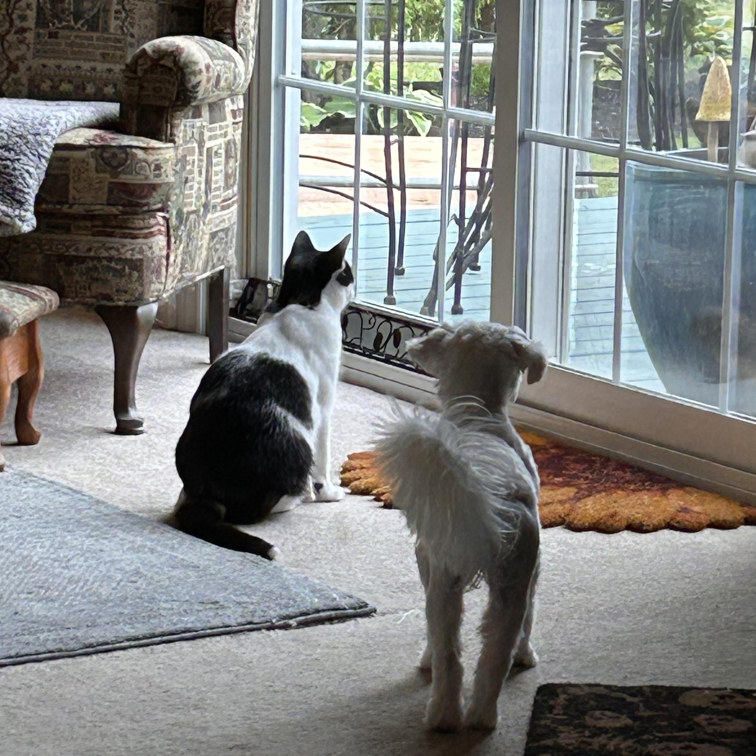 Enlarge Smooches (aka Smoochy poochie), a Adoptable Domestic Short Hair in Hamilton, ON image 3/3