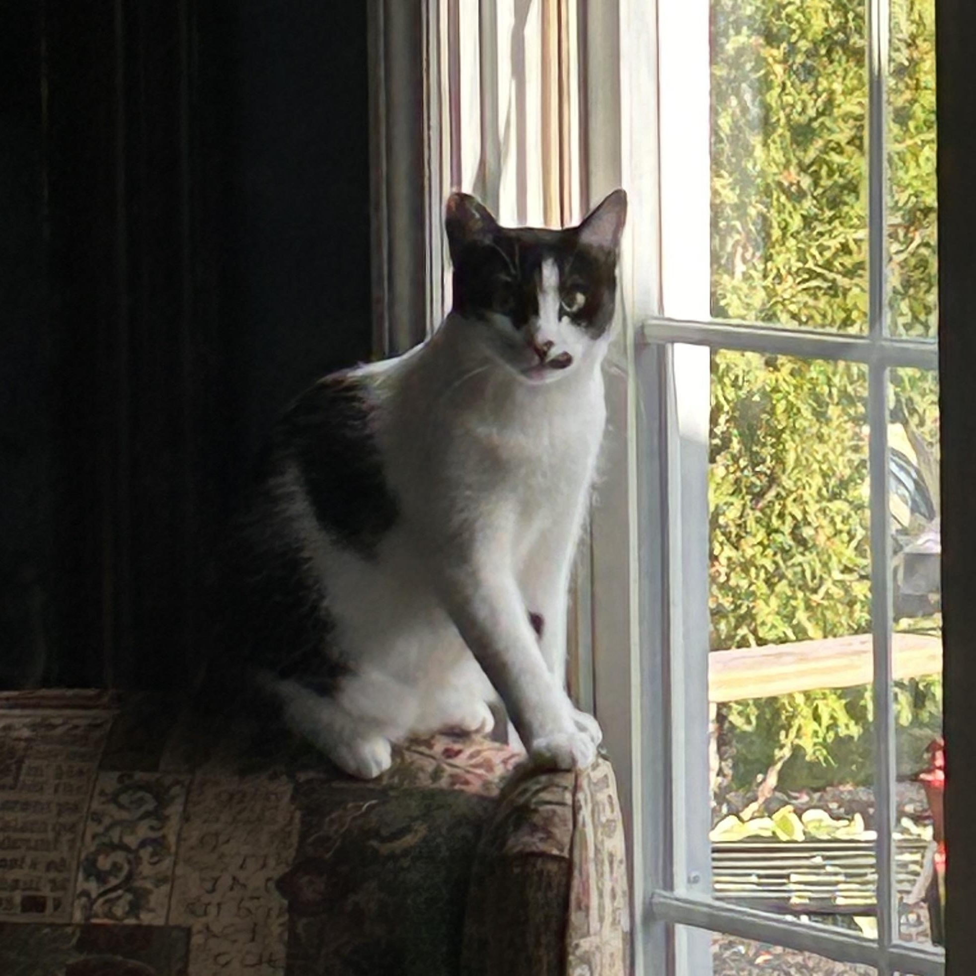 Enlarge Smooches (aka Smoochy poochie), a Adoptable Domestic Short Hair in Hamilton, ON image 2/3