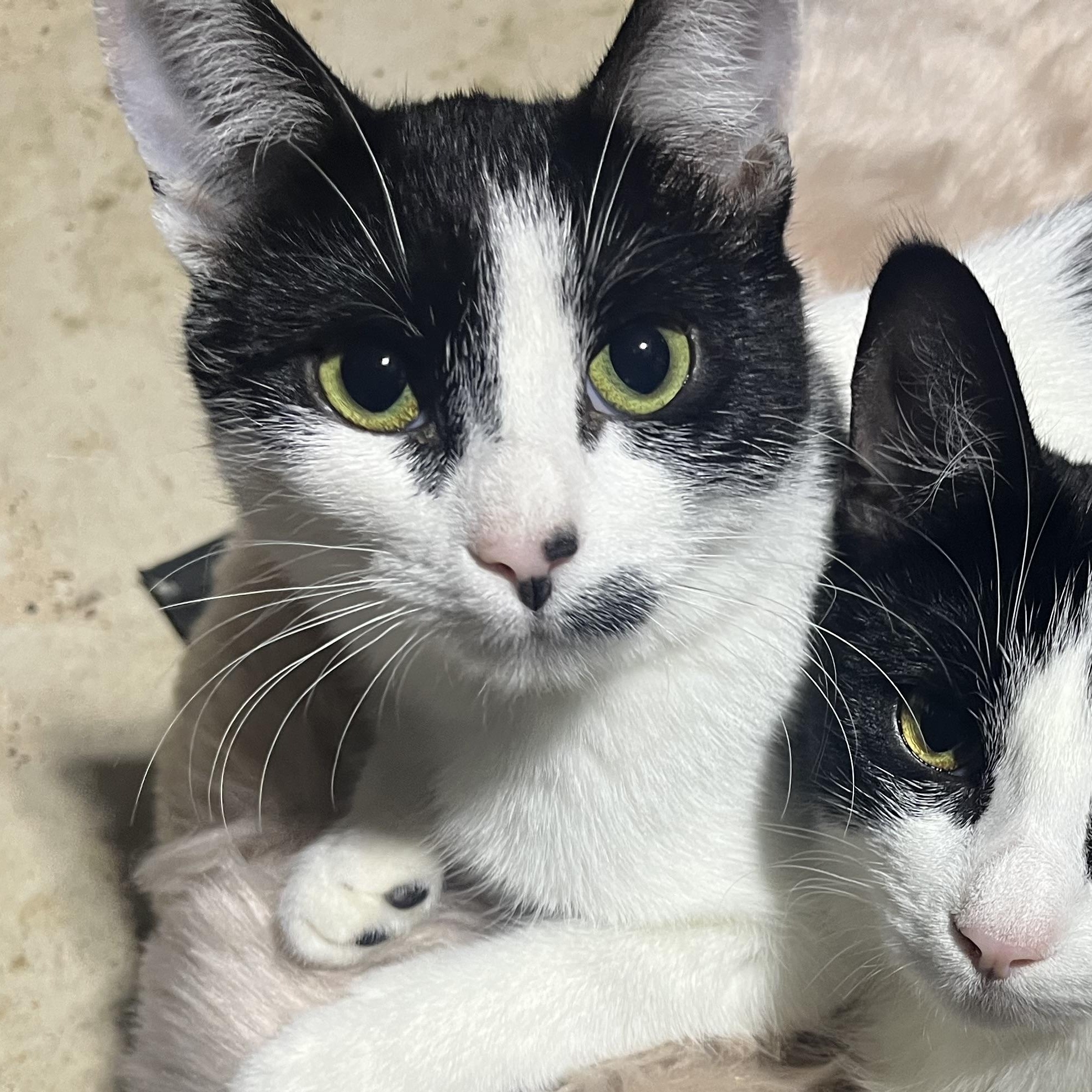 Enlarge Smooches (aka Smoochy poochie), a Adoptable Domestic Short Hair in Hamilton, ON image 1/3