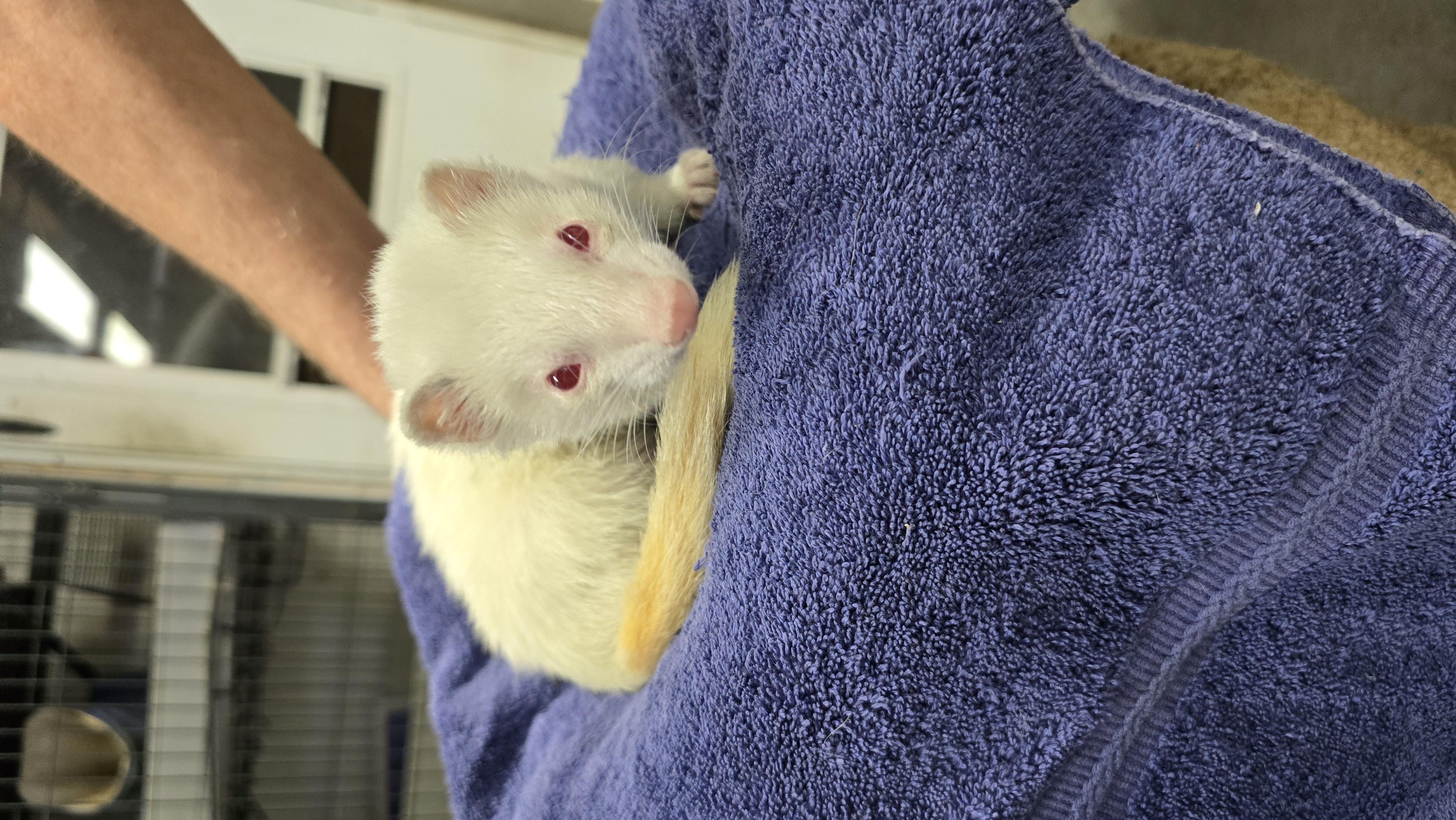 Lenni, a Adoptable Ferret in Randolph, NJ image 3/3