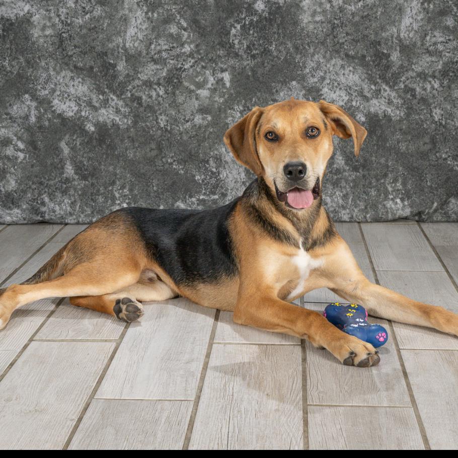 Kane, a Adoptable Hound in Newport, TN image 1/5