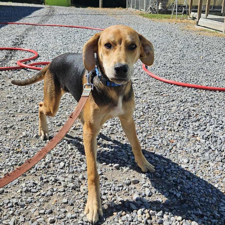 Kane, a Adoptable Hound in Newport, TN image 2/5