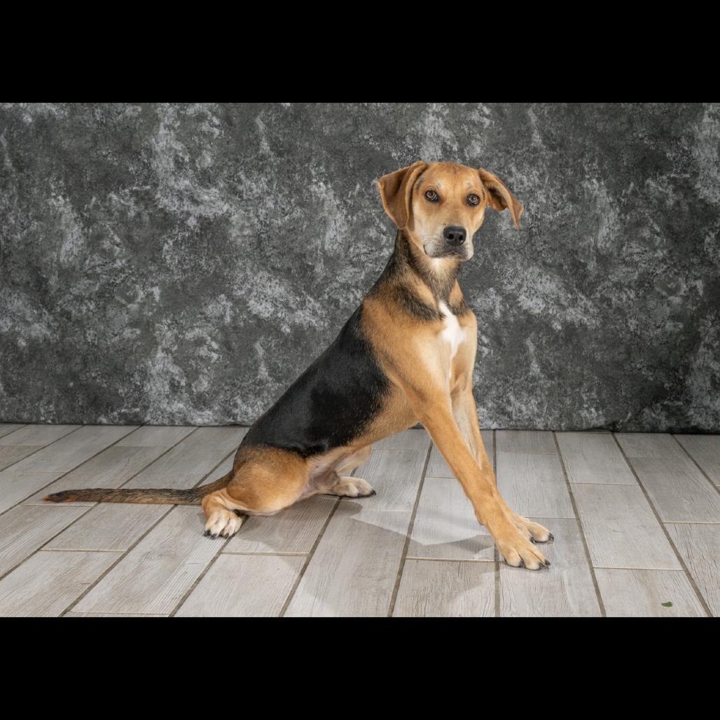 Kane, a Adoptable Hound in Newport, TN image 3/5