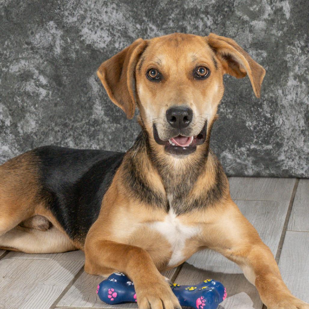 Kane, a Adoptable Hound in Newport, TN image 4/5
