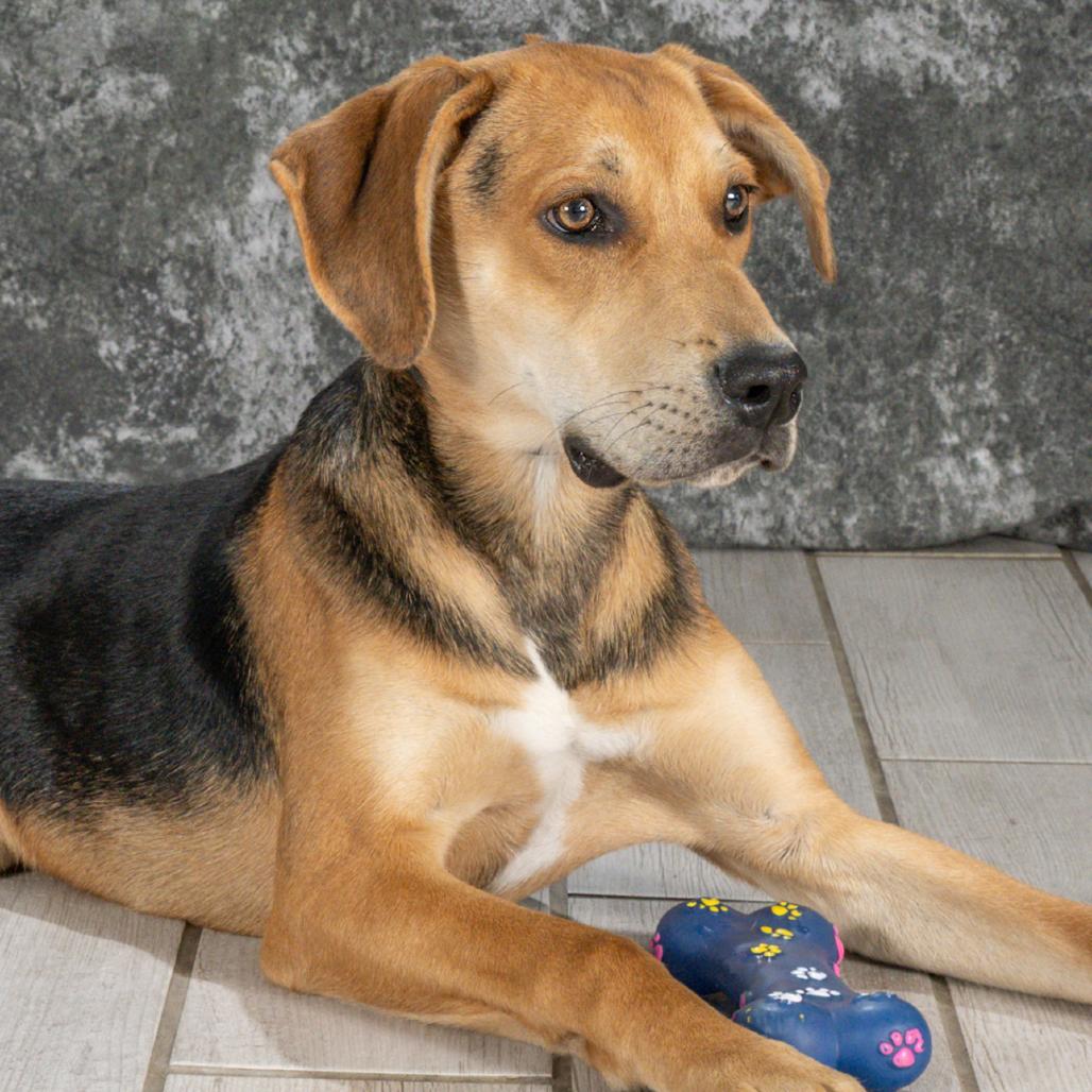 Kane, a Adoptable Hound in Newport, TN image 5/5