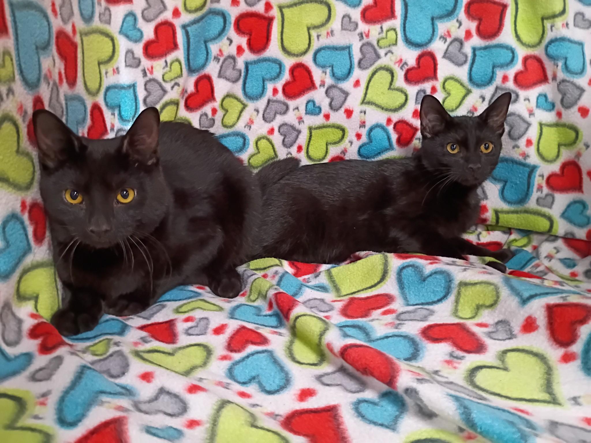 Enlarge Jack (m) & Diane (f) - bonded pair, a Adoptable Domestic Short Hair in Morgantown, WV image 2/4