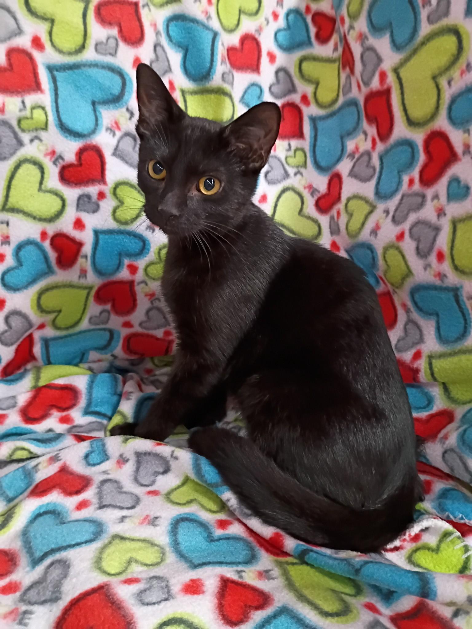 Enlarge Jack (m) & Diane (f) - bonded pair, a Adoptable Domestic Short Hair in Morgantown, WV image 4/4