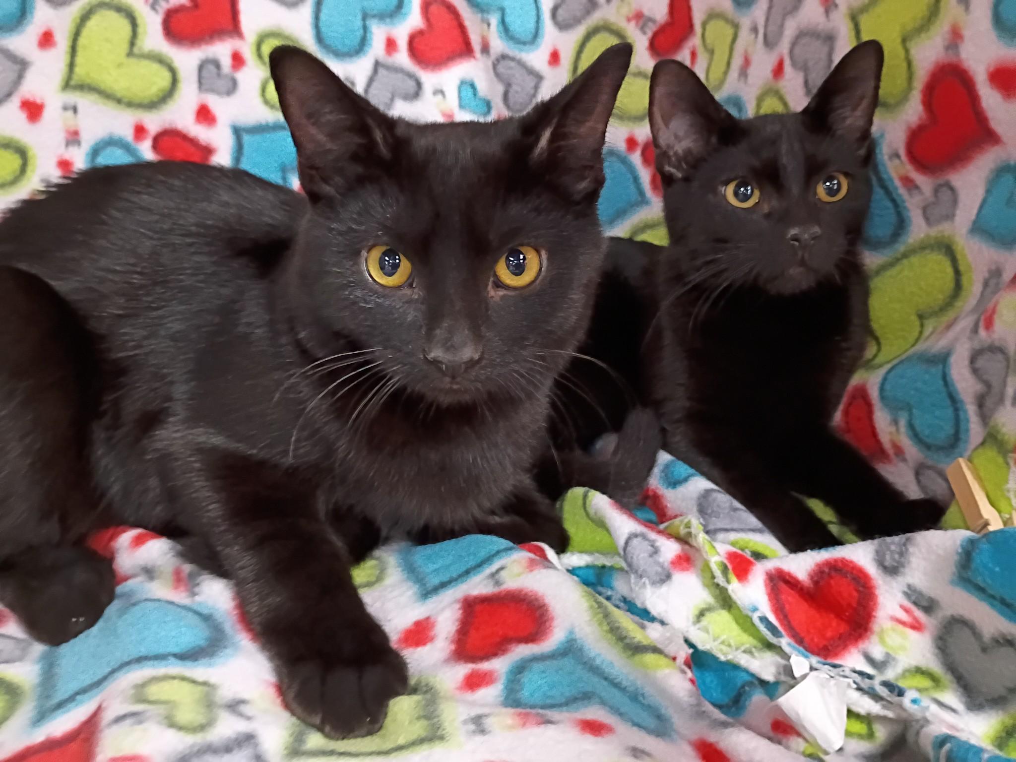 Enlarge Jack (m) & Diane (f) - bonded pair, a Adoptable Domestic Short Hair in Morgantown, WV image 1/4