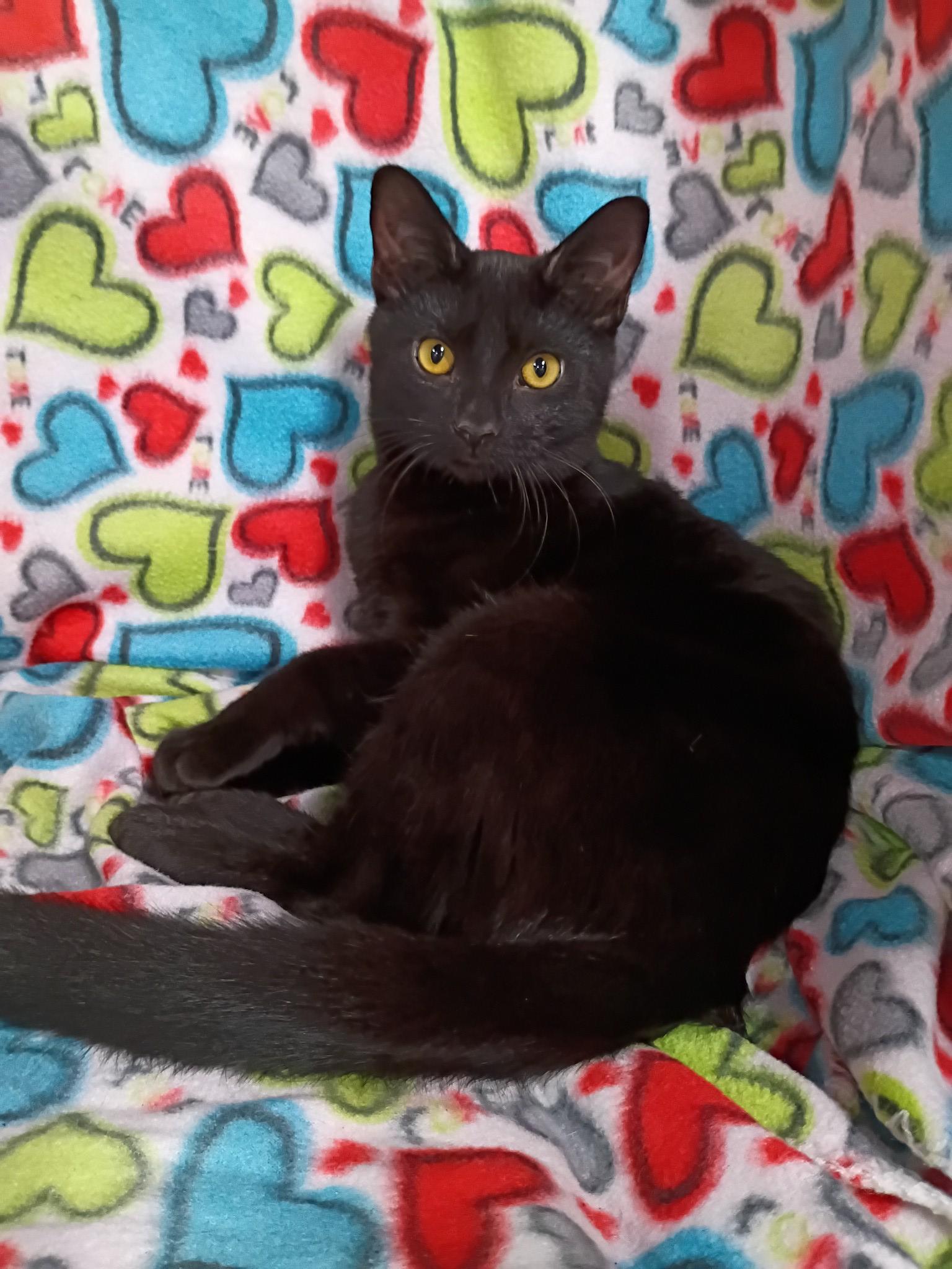 Enlarge Jack (m) & Diane (f) - bonded pair, a Adoptable Domestic Short Hair in Morgantown, WV image 3/4