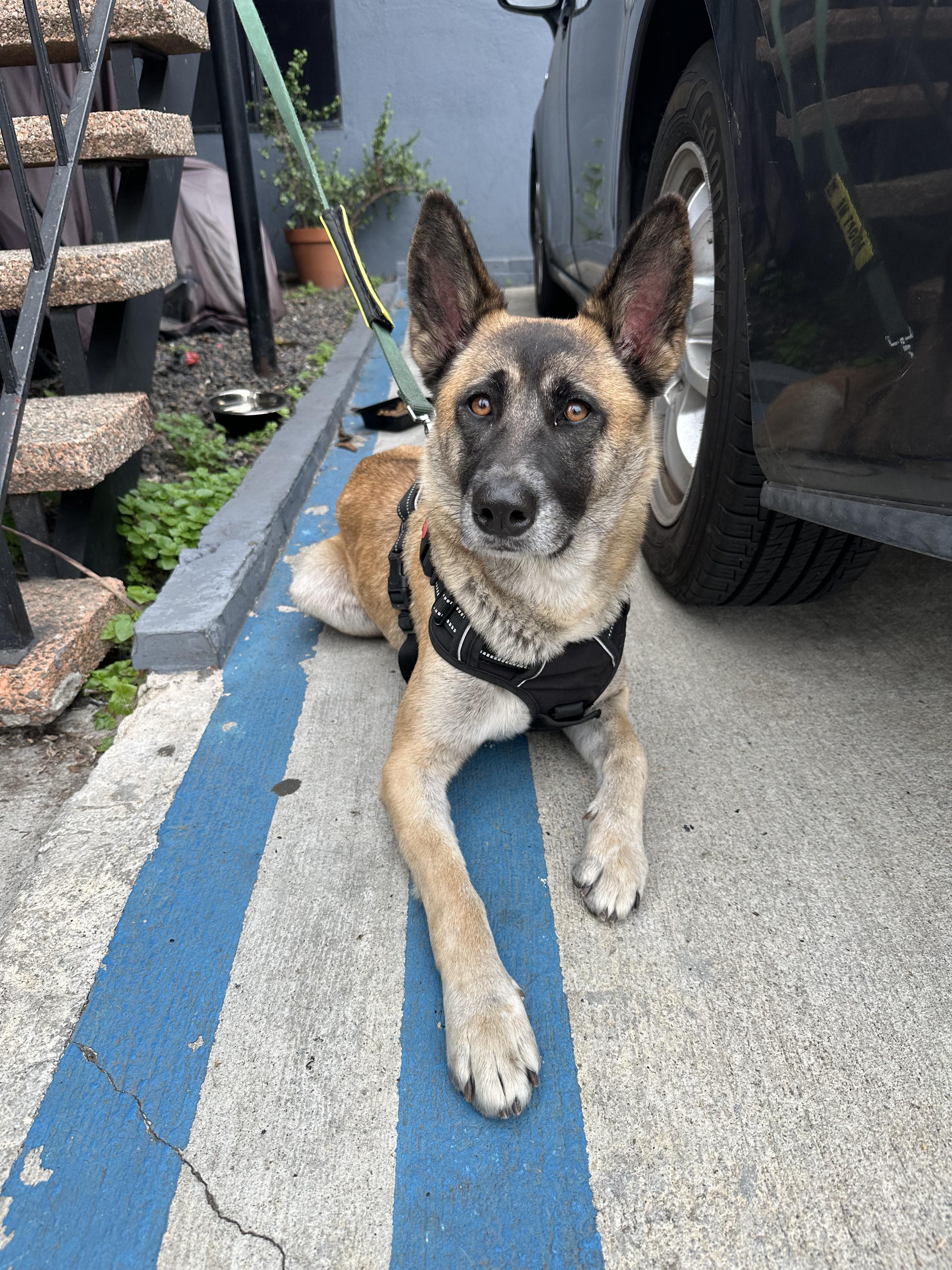 Ellie, a Adoptable Belgian Shepherd / Malinois in Los Angeles, CA image 1/3