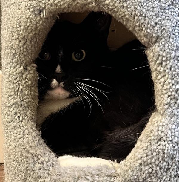 Benjamin, a Adoptable mixed breed in Monterey, CA image 1/2