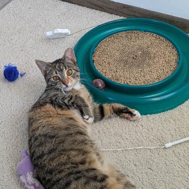 Lizzie Lizard, an adopted Domestic Short Hair in Stoughton, WI image 4/6