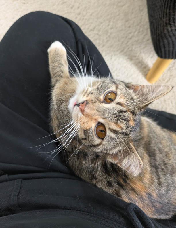 Lizzie Lizard, an adopted Domestic Short Hair in Stoughton, WI image 5/6