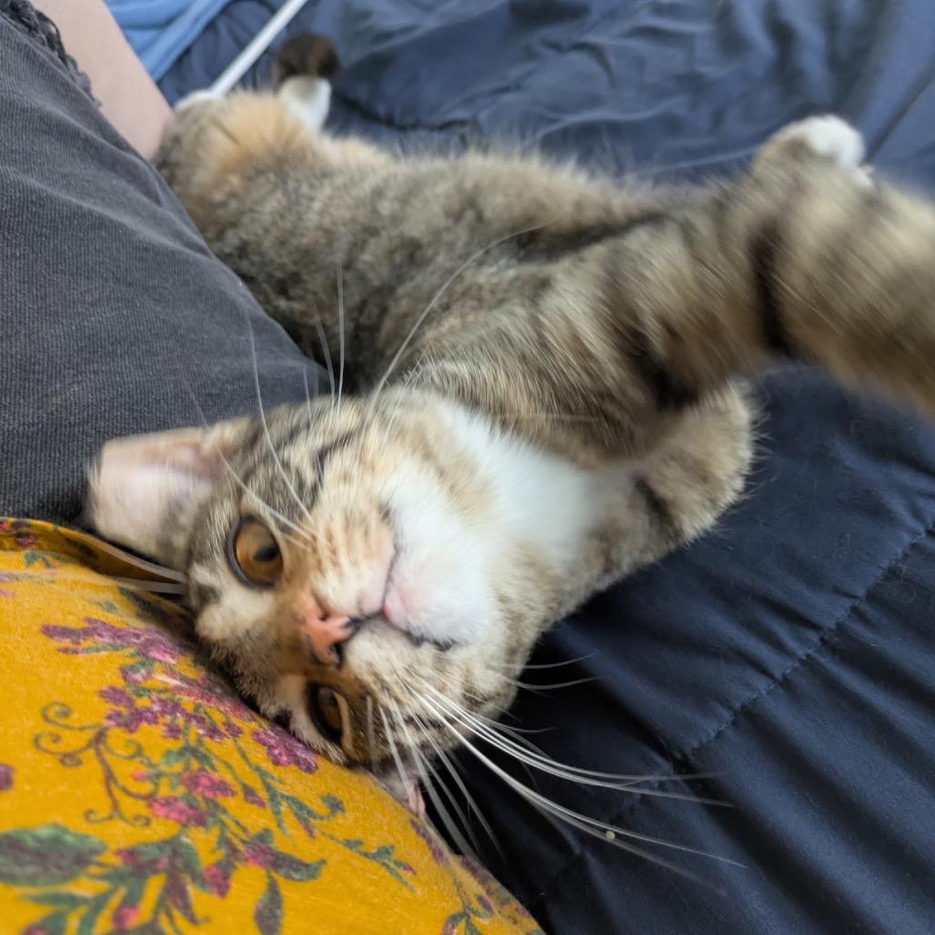 Lizzie Lizard, an adopted Domestic Short Hair in Stoughton, WI image 2/6