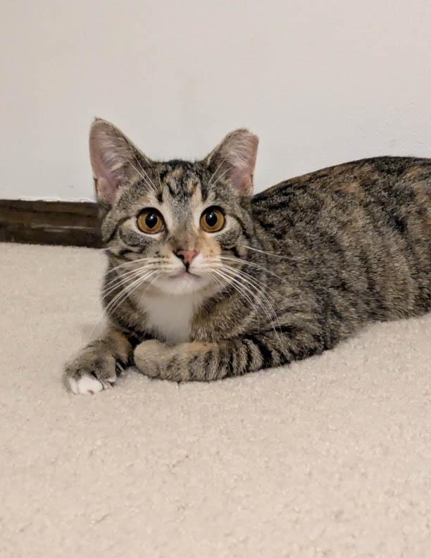 Lizzie Lizard, adopted, Kitten Female Domestic Short Hair.