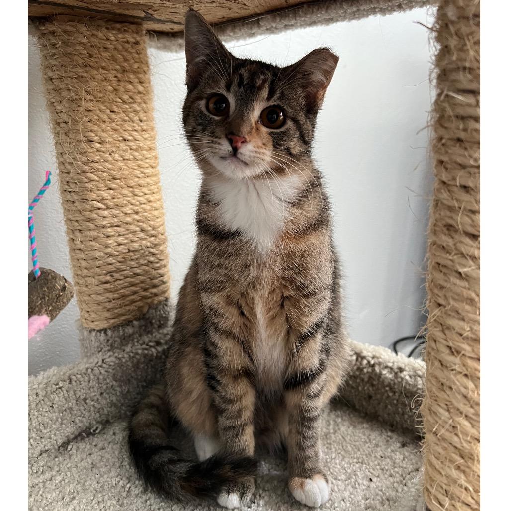Lizzie Lizard, an adopted Domestic Short Hair in Stoughton, WI image 3/6