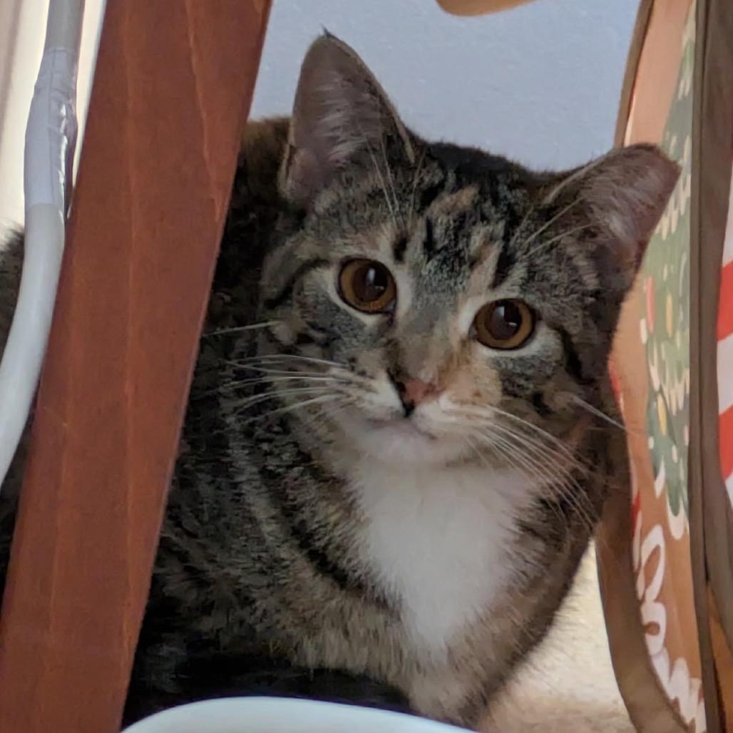 Lizzie Lizard, an adopted Domestic Short Hair in Stoughton, WI image 6/6
