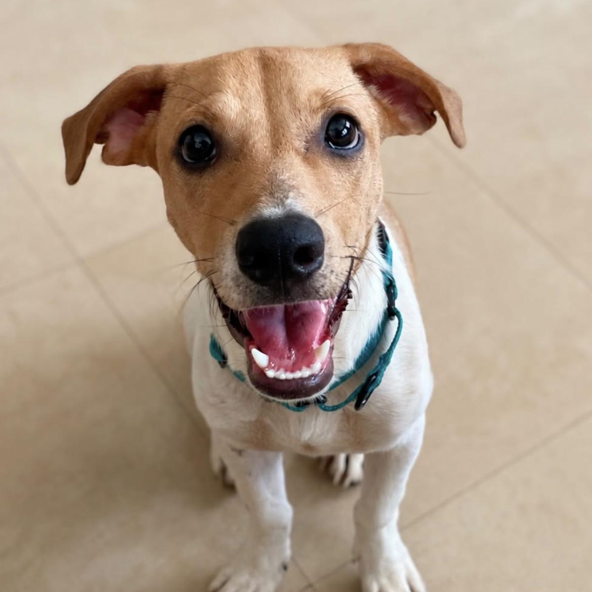Enlarge Rocky, a ADOPTABLE mixed breed in Loiza, PR image 1/1
