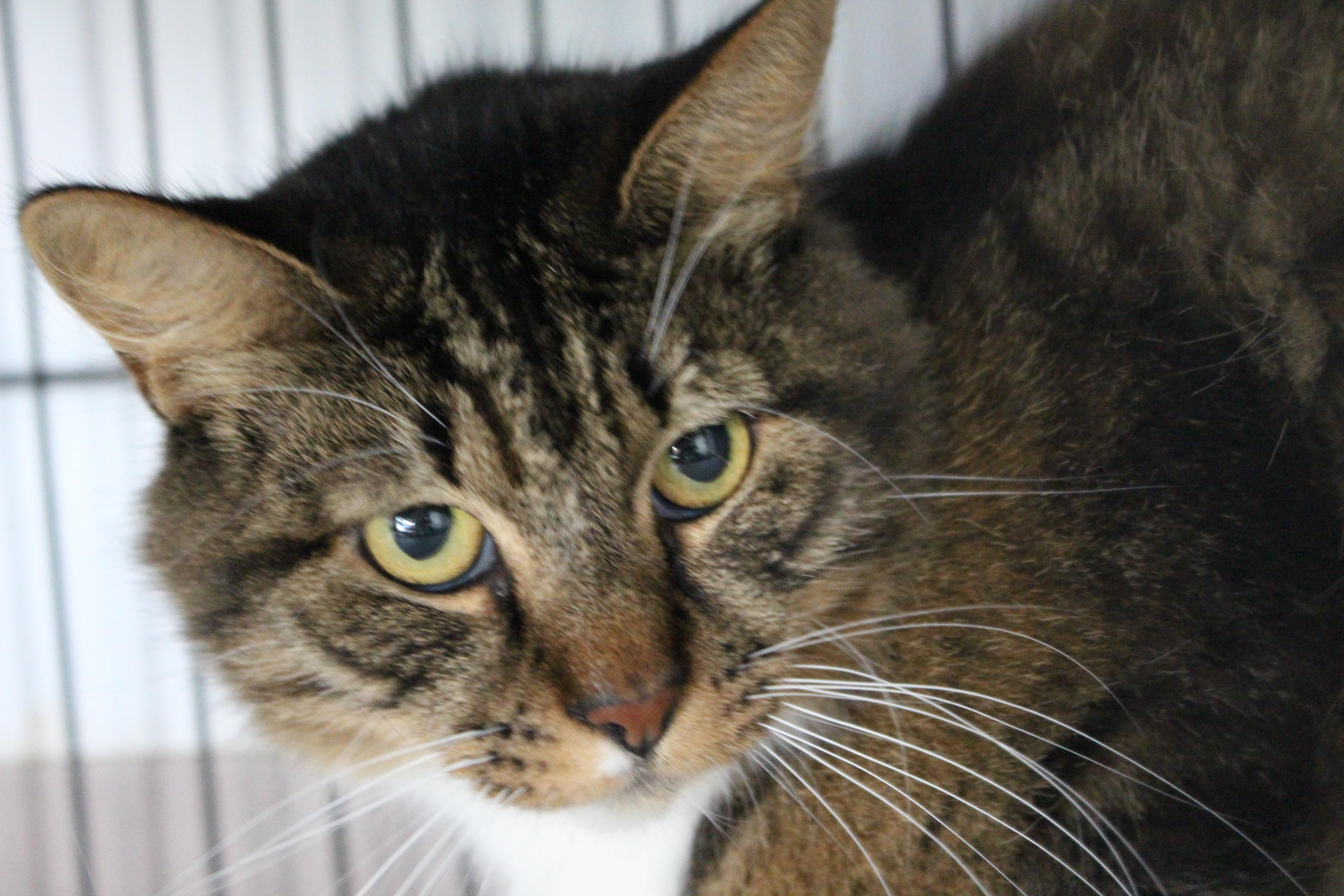 0610-2614, ADOPTABLE, Adult Female Domestic Medium Hair.