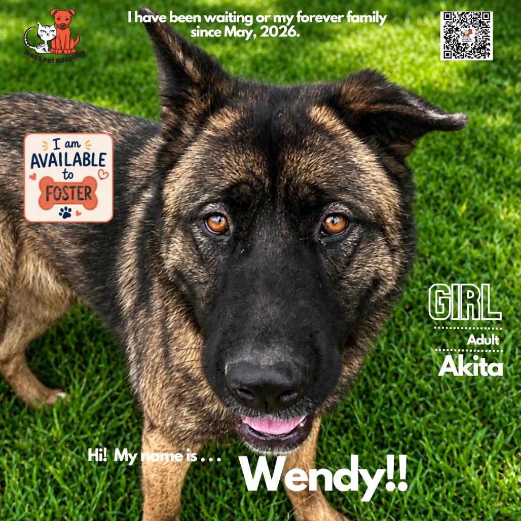 Wendy, Adoptable, Adult Female Akita.