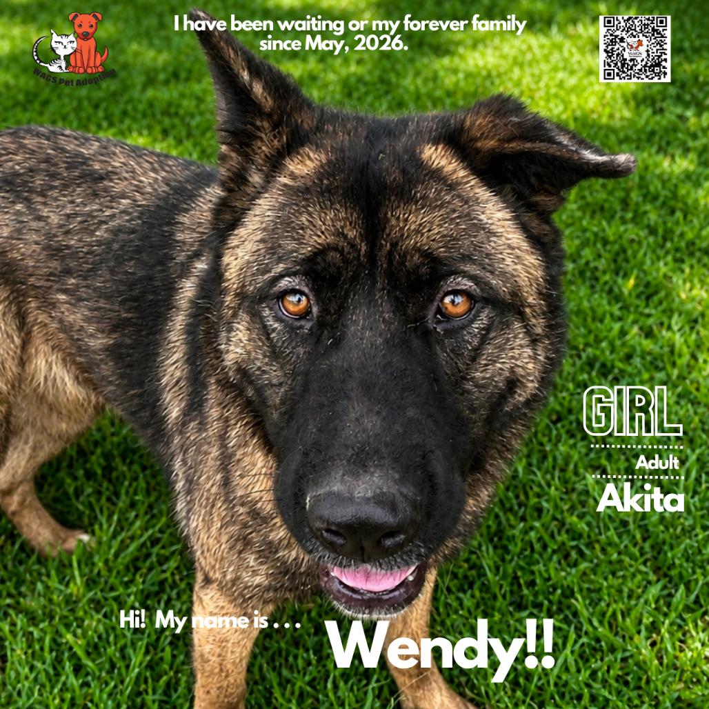 Enlarge Wendy, a Adoptable Akita in Westminster, CA image 1/1