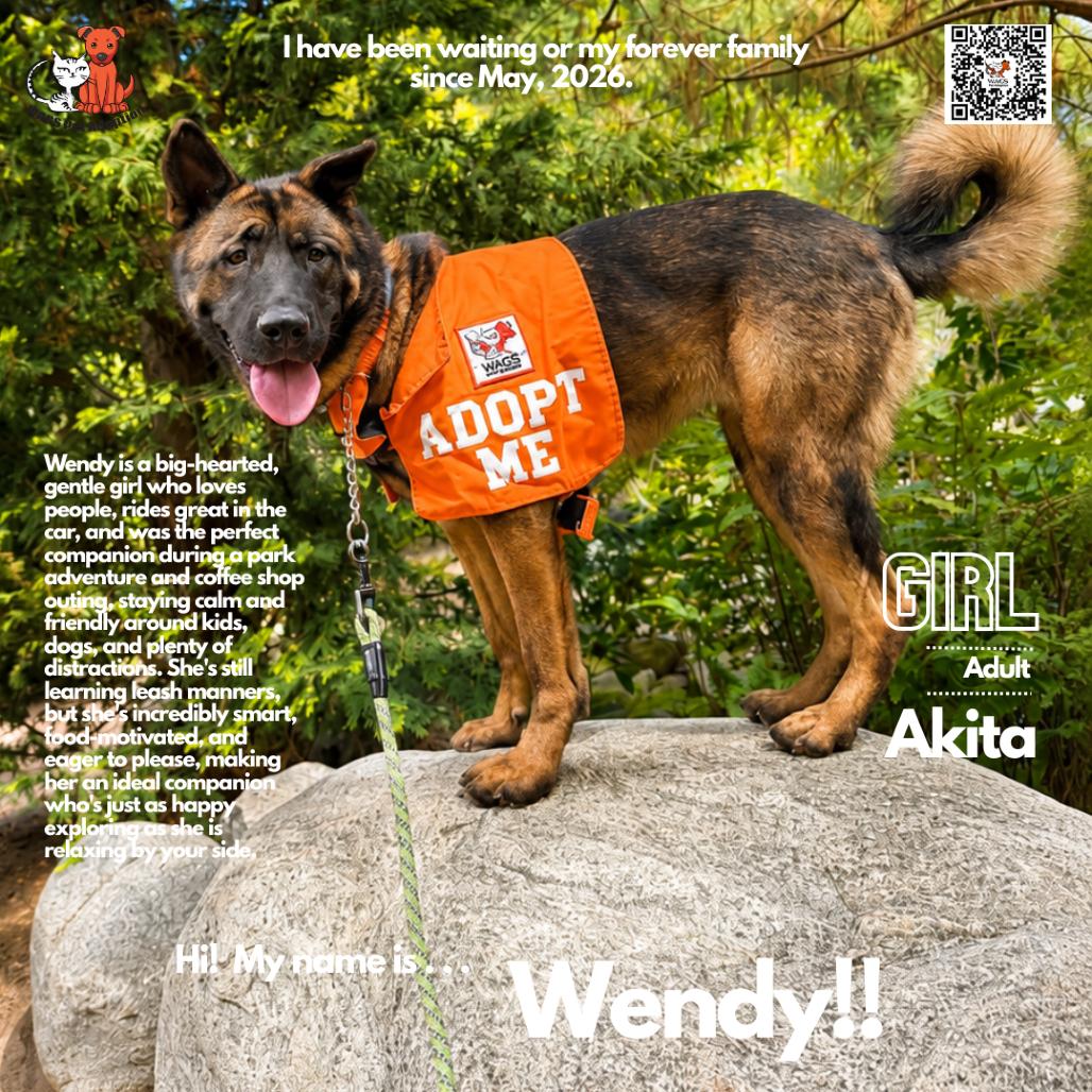 Wendy, a Adoptable Akita in Westminster, CA image 1/2