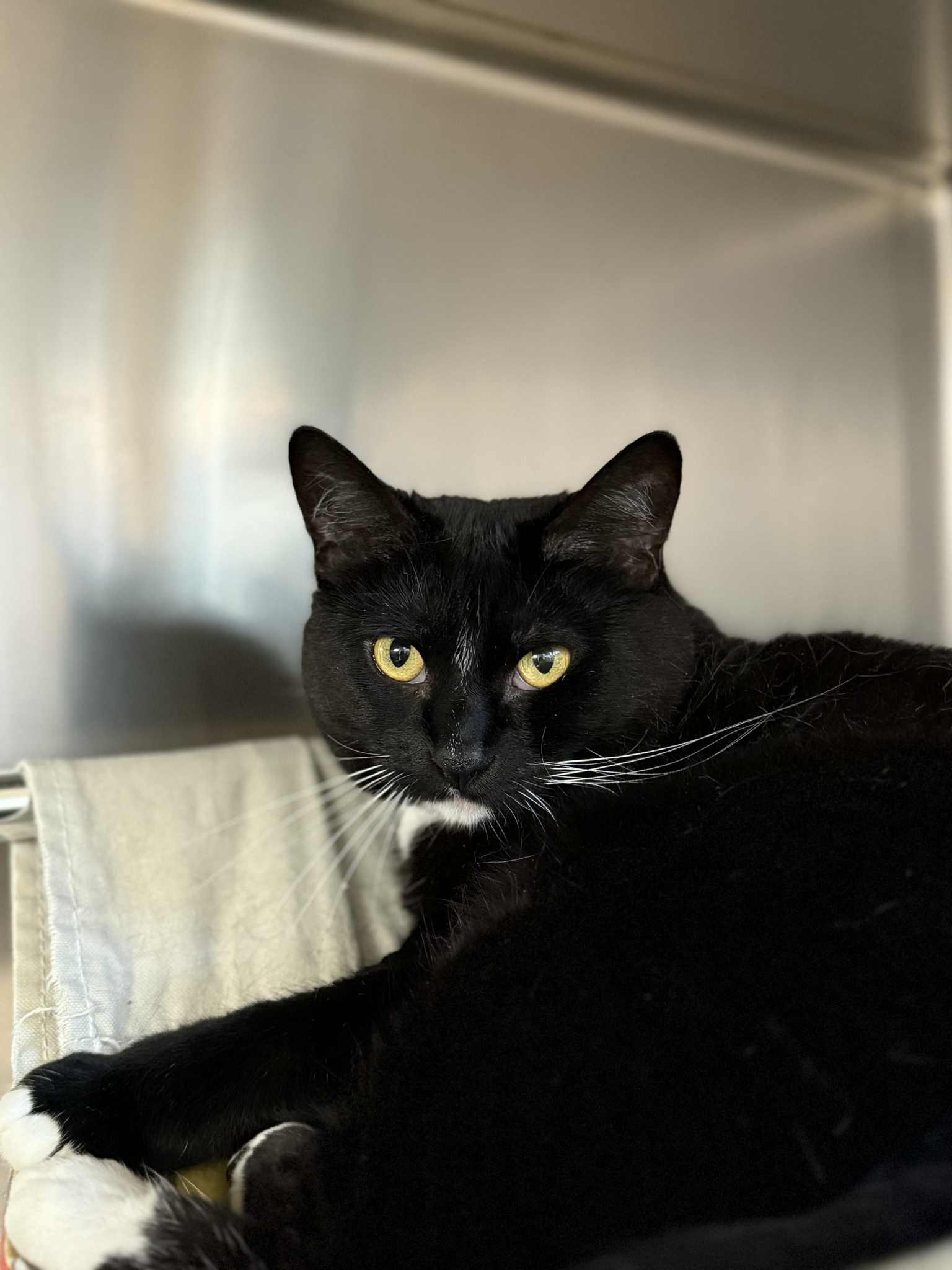 Coral, Adoptable, Adult Female Domestic Short Hair.