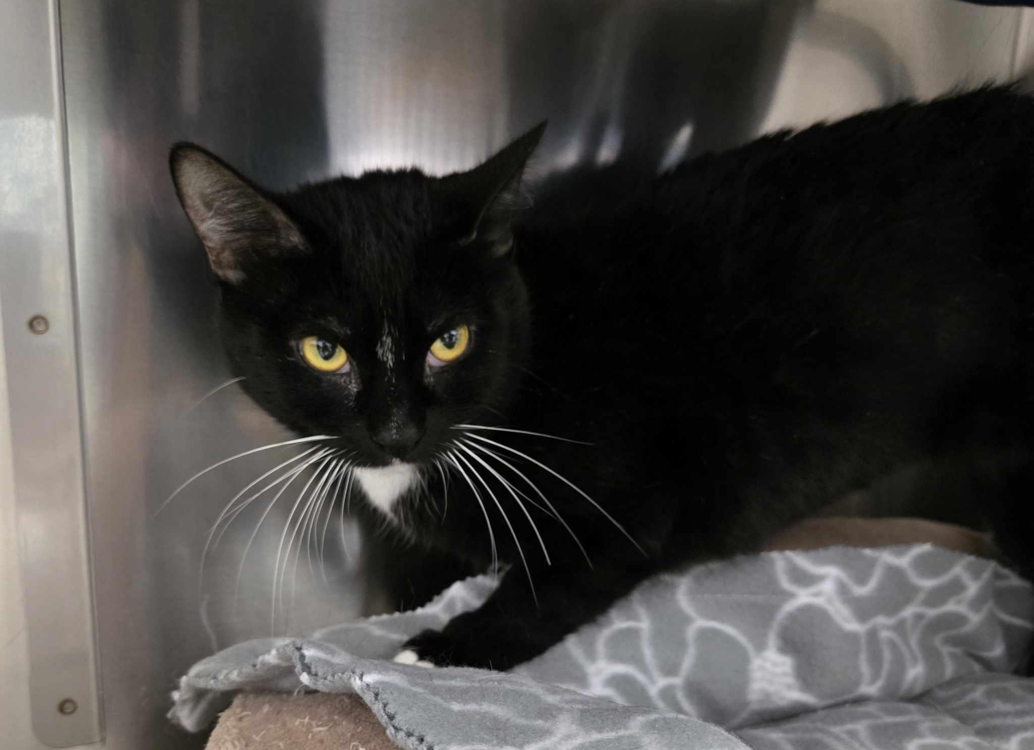 Enlarge Coral, a Adoptable Domestic Short Hair in Medford, OR image 2/2