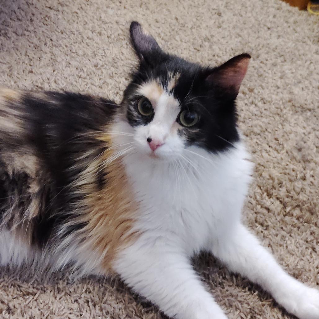 Enlarge Haven, a Adoptable Domestic Long Hair in Rochester, MN image 1/2