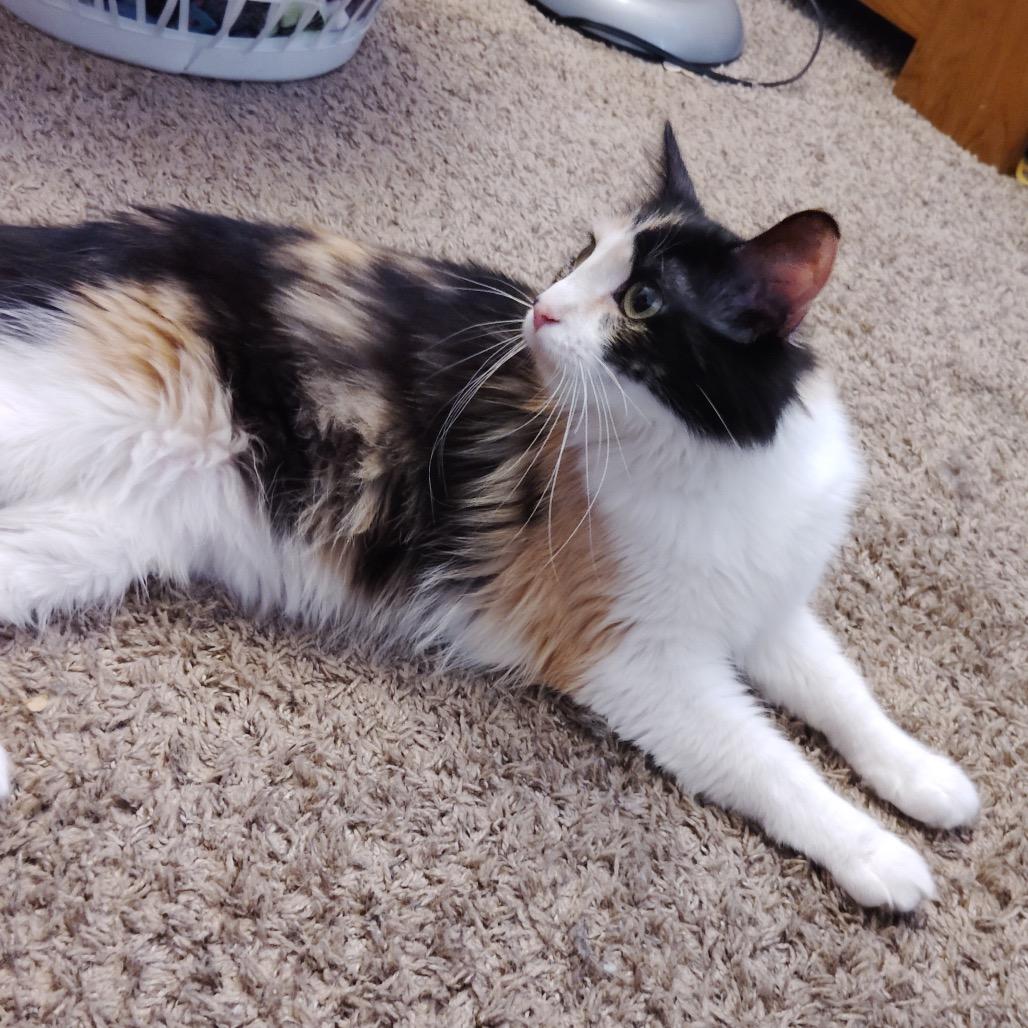 Enlarge Haven, a Adoptable Domestic Long Hair in Rochester, MN image 2/2