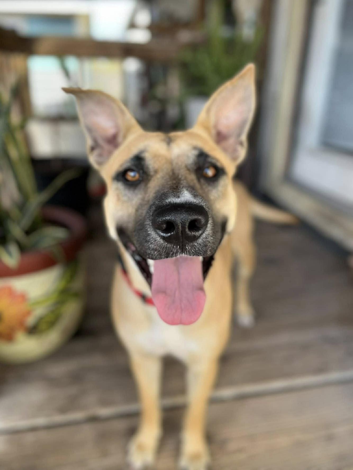 Enlarge Canela , a Adopted mixed breed in Ann Arbor, MI image 2/6