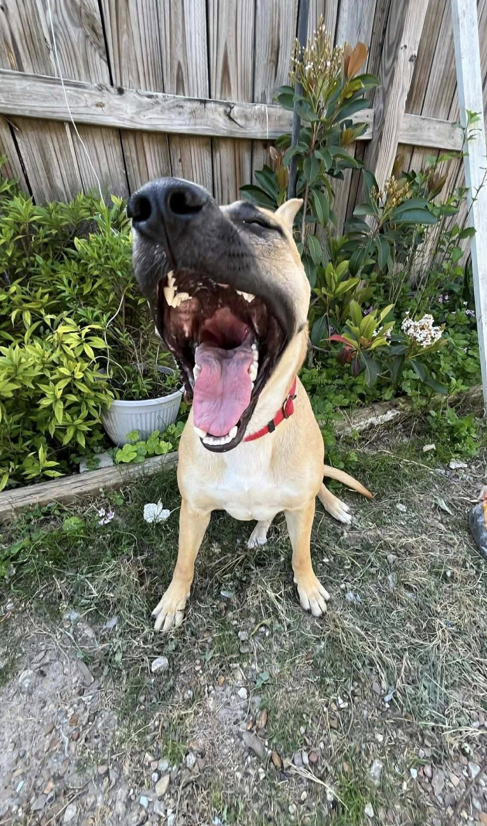 Enlarge Canela , a Adopted mixed breed in Ann Arbor, MI image 5/6