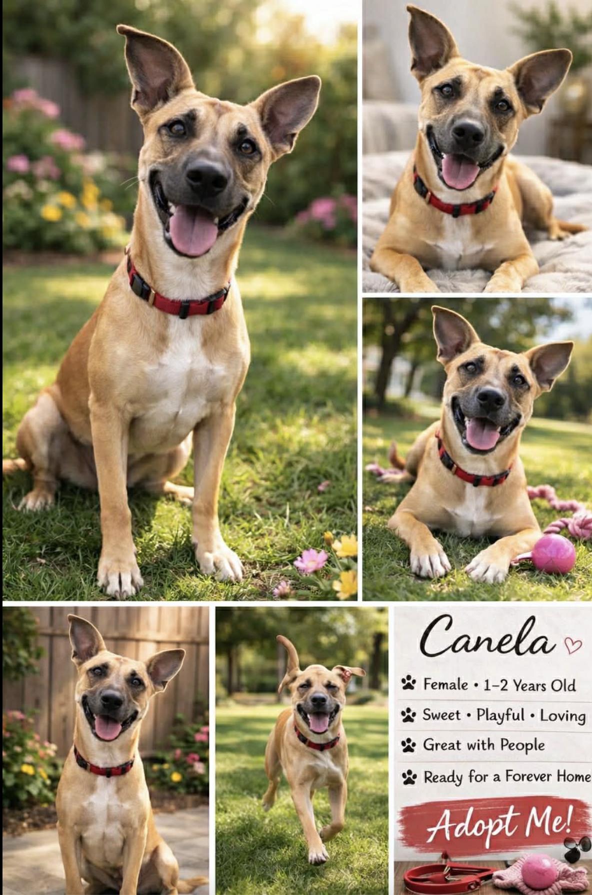 Canela , Adopted, Young Female Carolina Dog.