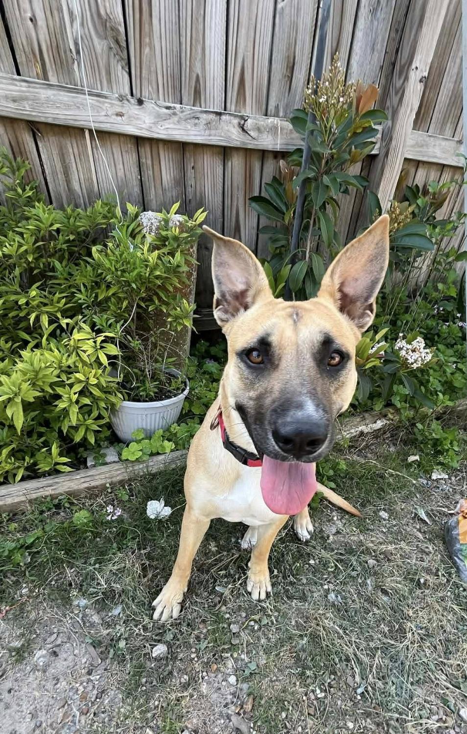 Enlarge Canela , a Adopted mixed breed in Ann Arbor, MI image 3/6