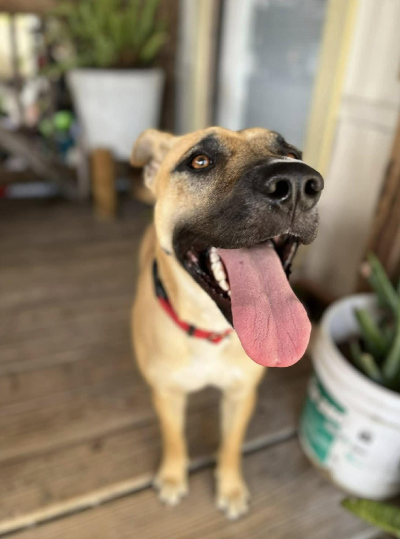 Enlarge Canela , a Adopted mixed breed in Ann Arbor, MI image 4/6