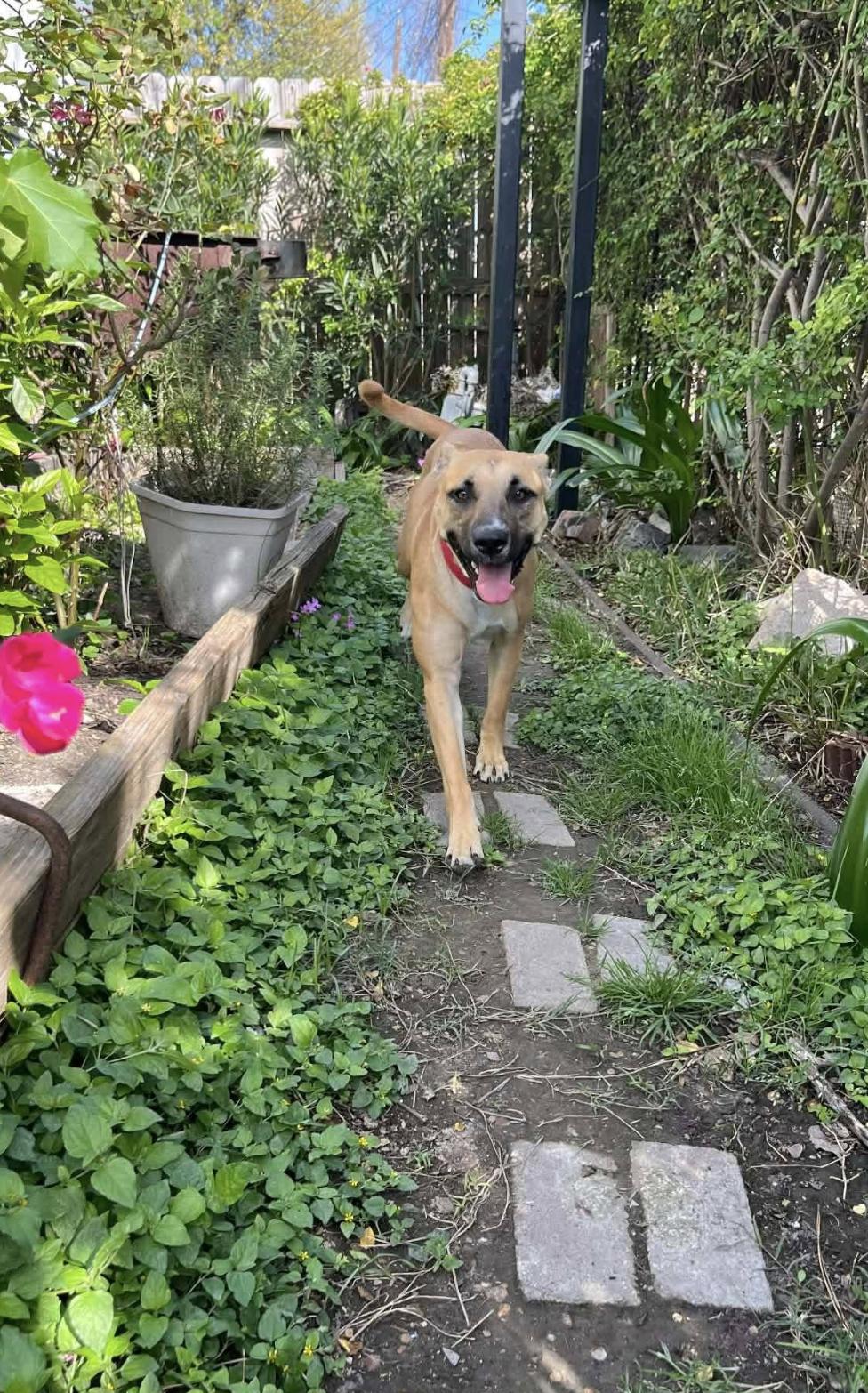 Enlarge Canela , a Adopted mixed breed in Ann Arbor, MI image 6/6
