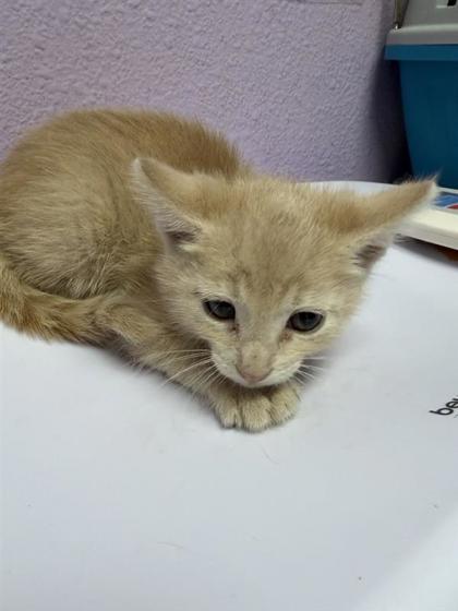 Pumpkin*, Adoptable, Kitten Male Domestic Short Hair.