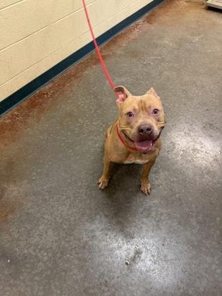 Enlarge Bella, a Adoptable Mixed Breed in Independence, MO image 1/1