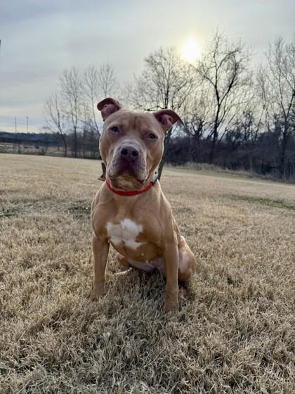 Bella, Adoptable, Adult Female Mixed Breed & Mixed Breed.