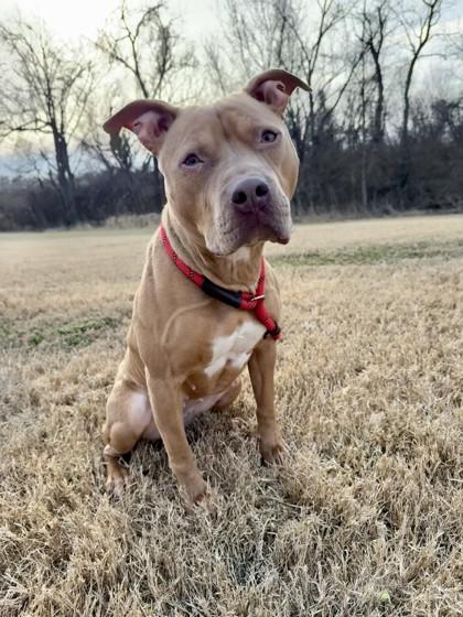 Bella, a Adoptable Mixed Breed in Independence, MO image 2/2